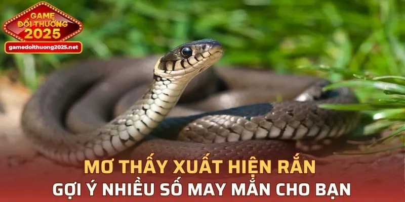 Mơ thấy xuất hiện rắn gợi ý nhiều số may mắn cho bạn