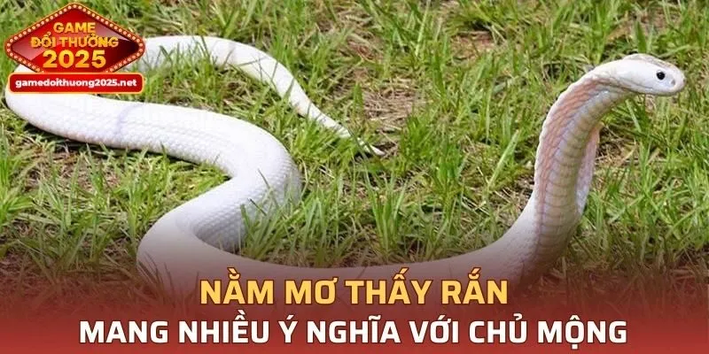 Nằm mơ thấy rắn mang nhiều ý nghĩa khác nhau với chủ mộng